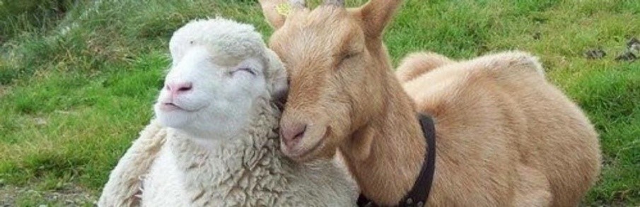 Осторожно: Оспа овец и коз!